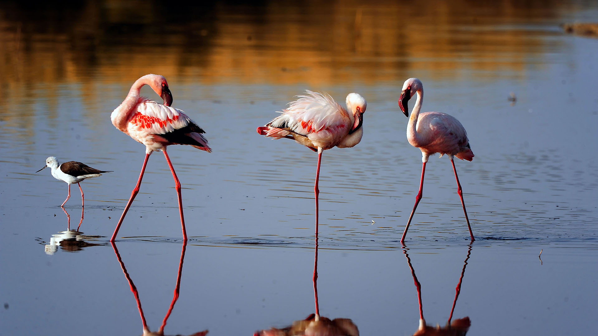 7-Day Tanzania Safari Experience Cultural